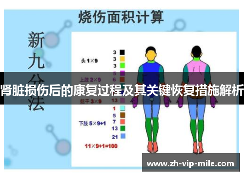 肾脏损伤后的康复过程及其关键恢复措施解析